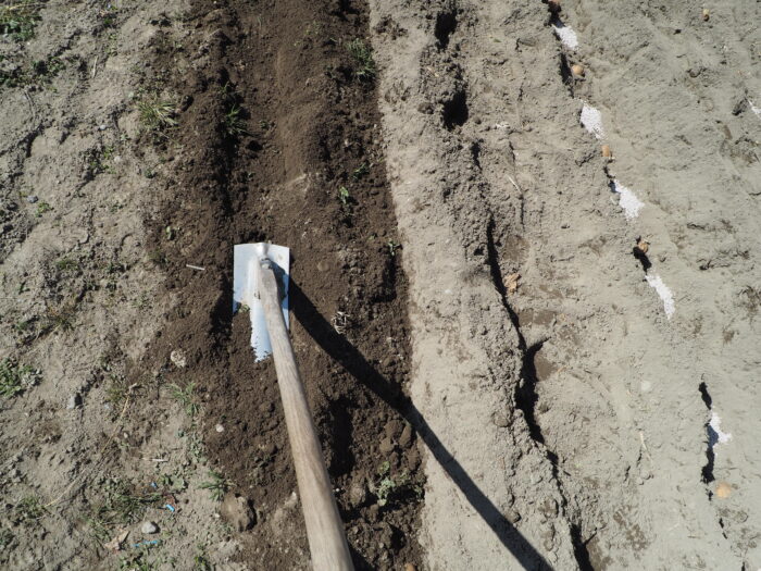 ジャガイモの育て方:種イモに土をかけた写真です。