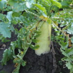 ダイコンの写真です。