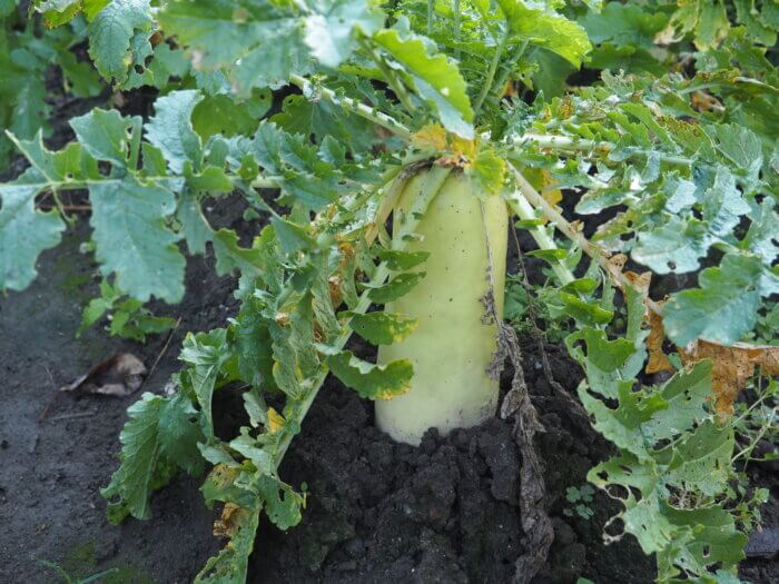 ダイコンの写真です。