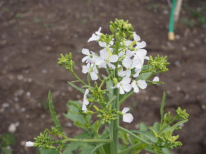 ダイコンの花の写真です。