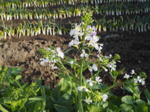 ダイコンの花の写真です。