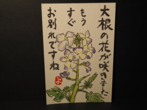 絵手紙：ダイコンの花の写真です。
