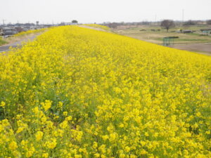 菜の花の写真です。