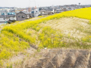 橋から臨む菜の花の写真です。