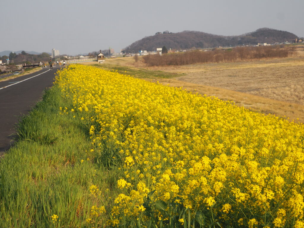 渡良瀬川サイクリングロード：菜の花の写真です。