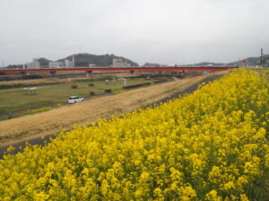 渡良瀬川サイクリングロードの菜の花の写真です。