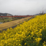 田中橋下流の菜の花の写真です。