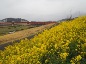 田中橋下流の菜の花の写真です。