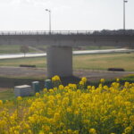 福寿大橋下流の菜の花の写真です。