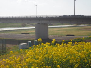 福寿大橋下流の菜の花の写真です。