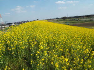 渡良瀬川サイクリングロードの菜の花の写真です。