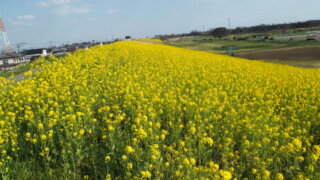 渡良瀬川サイクリングロードの菜の花の写真です。