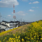 福寿大橋下流の菜の花の写真です。