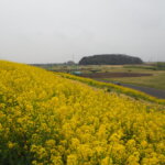 田中橋下流の菜の花の写真です。