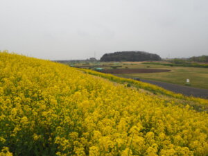 田中橋下流の菜の花の写真です。
