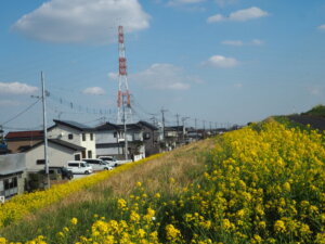 渡良瀬川サイクリングロードの菜の花の写真です。