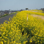福寿大橋下流の菜の花の写真です。