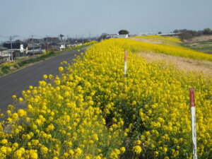 福寿大橋下流の菜の花の写真です。