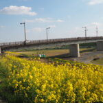 福寿大橋上流の菜の花の写真です。