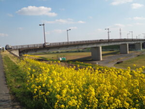 福寿大橋上流の菜の花の写真です。