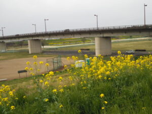 福寿橋の堤防の菜の花の写真です。