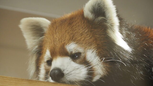桐生が岡公園：レッサーパンダの写真です。