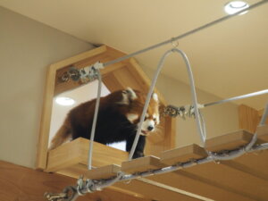 桐生が岡動物園のレッサーパンダの写真です。