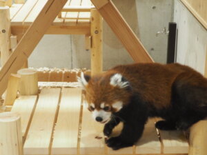 桐生が岡動物園のレッサーパンダの写真です。