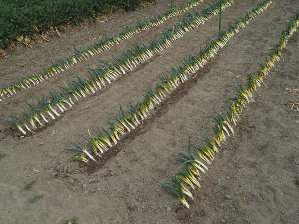 定植したネギの写真です。