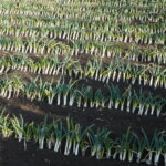 子持ちネギ（分けつネギ）を植え替えた写真です。