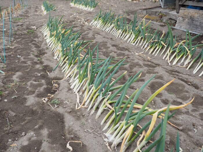 移植後5日後のネギの写真です。