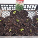 移植した【パクチー（コリアンダー）の写真です。