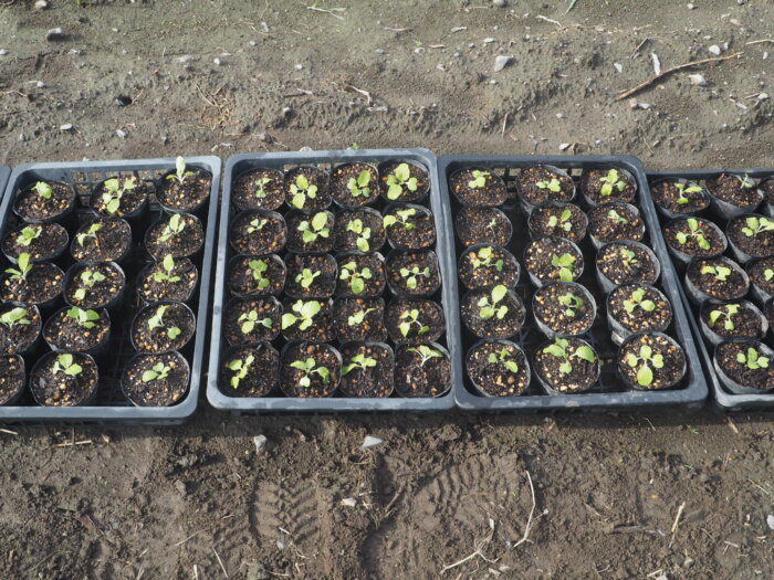 植替えを終えたミニハクサイの写真です。