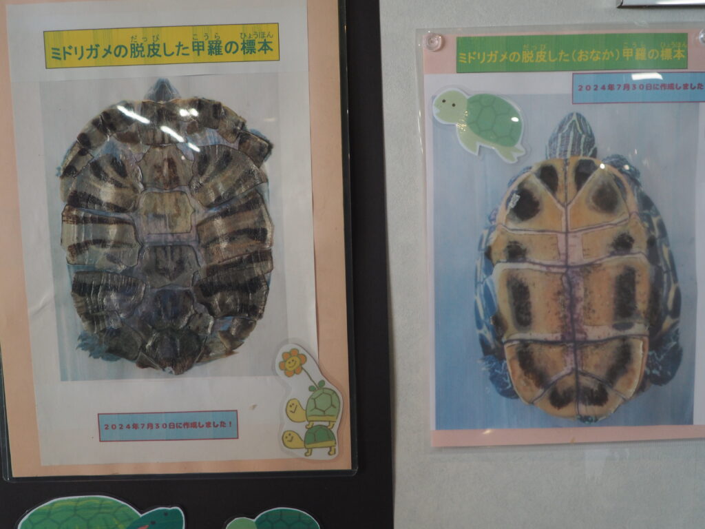 復元したカメの甲羅の写真です。脱皮したカメの甲羅の写真です。