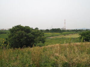 渡良瀬川の河川敷緑地の写真です。