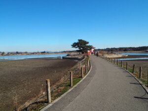 多々良沼：浮島に向かう道の写真です。