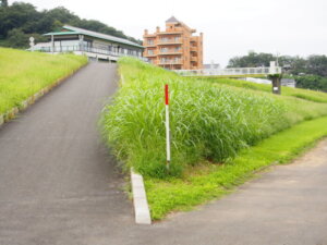 堤防の上に向かう道の写真です。