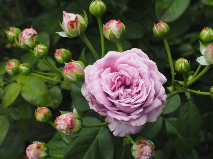 バラ：ブルーリバーの写真です。