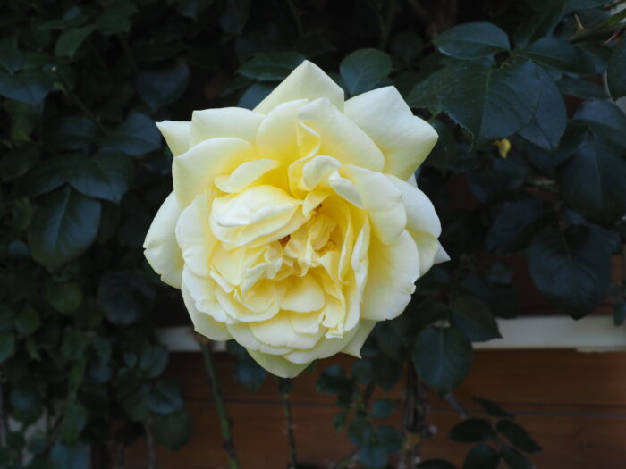 バラ：カジノの写真です。