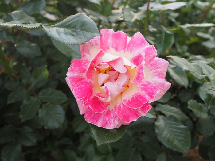 バラ：「シャンパンカクテル」の写真です。