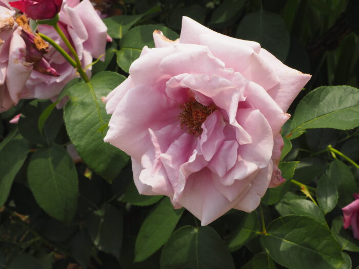 バラ：シャルル・ド・ゴールの写真です。