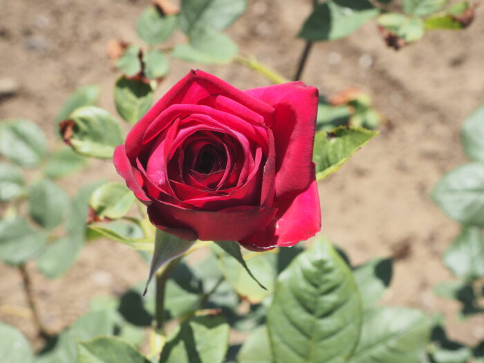 バラ：シャルトルーズ・ド・パルムの写真です。