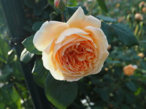 ガーデニング １３１種から選ぶ 庭に植えたい バラ図鑑 渡良瀬橋ブログ 自然いっぱいコーナー