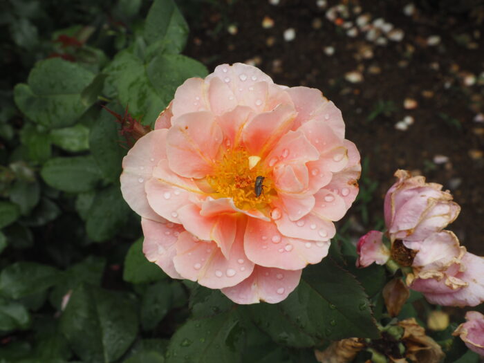 バラ：ディスタント・ドラムスの写真です。