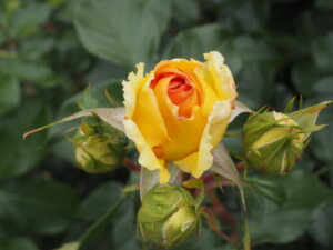 バラ ユリイカの写真です。