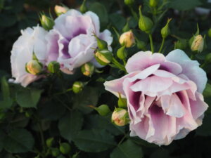 あしかがフラワーパークで咲くバラ「アイズフォーユー」の写真です。