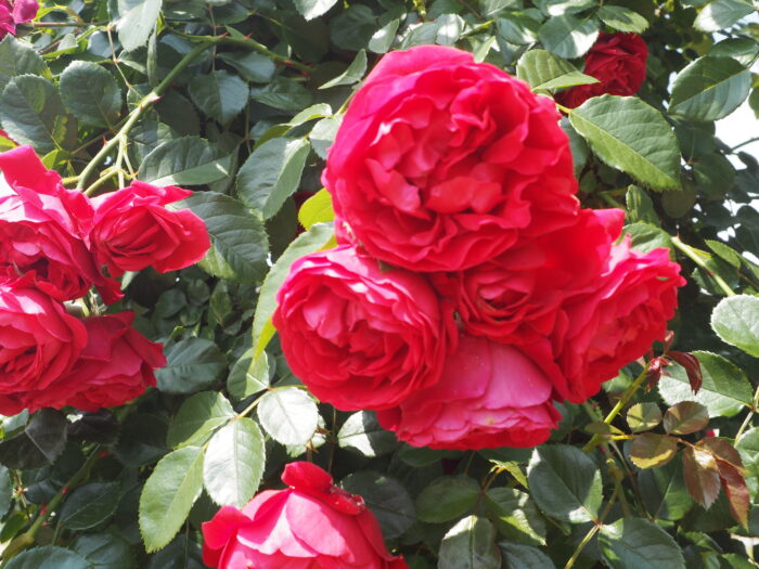 バラ：フロレンティーナの写真です。