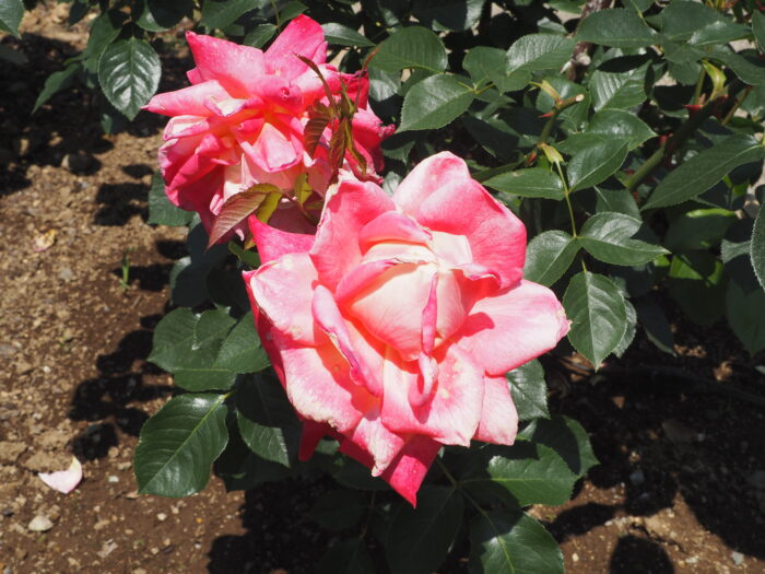 バラ：ヒロシマアピイールの写真です。