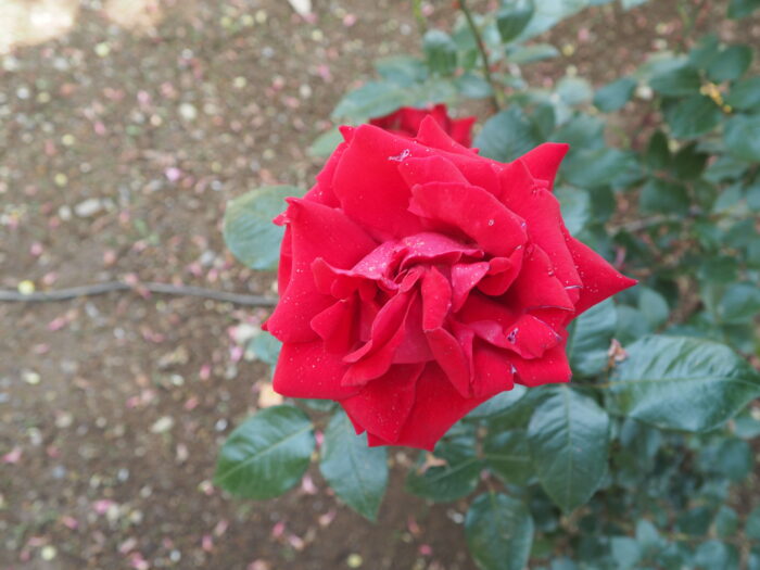 バラ：イングリッドバーグマンの写真です。