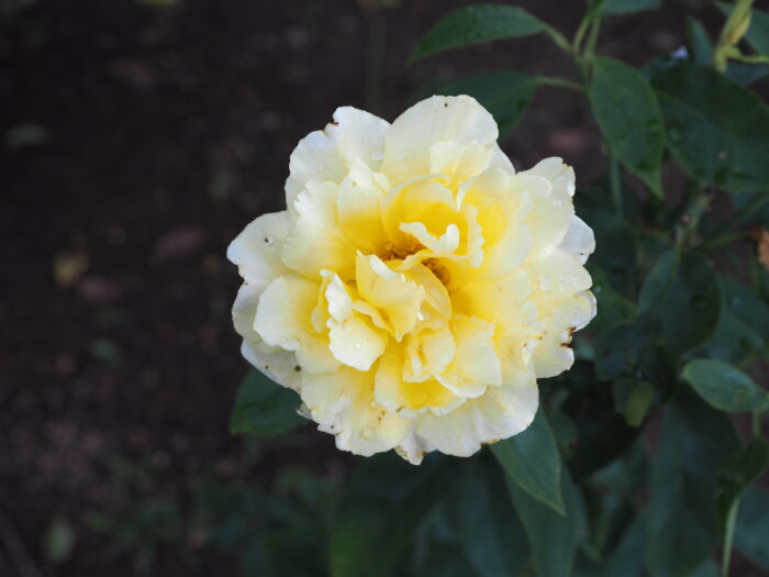 バラ：クッパーケニギンの写真です。